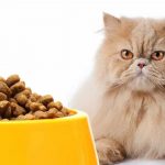 4 Pertimbangan Dalam Memilih Makanan Kucing Persia
