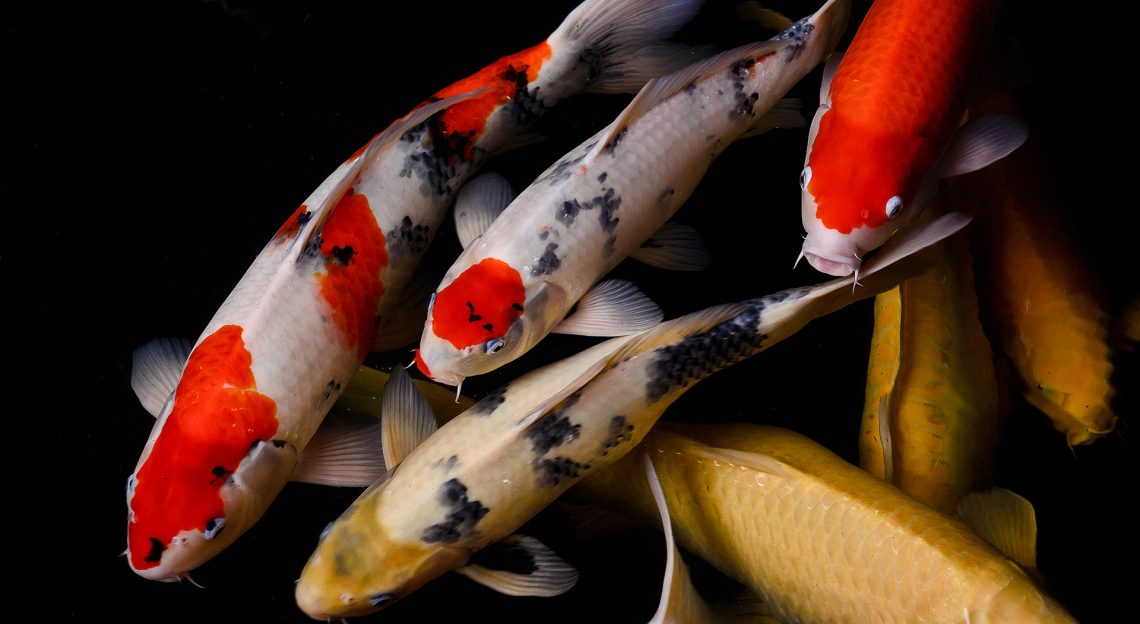 Makanan Ikan Koi Agar Cepat Besar Sharing Artikel Di 